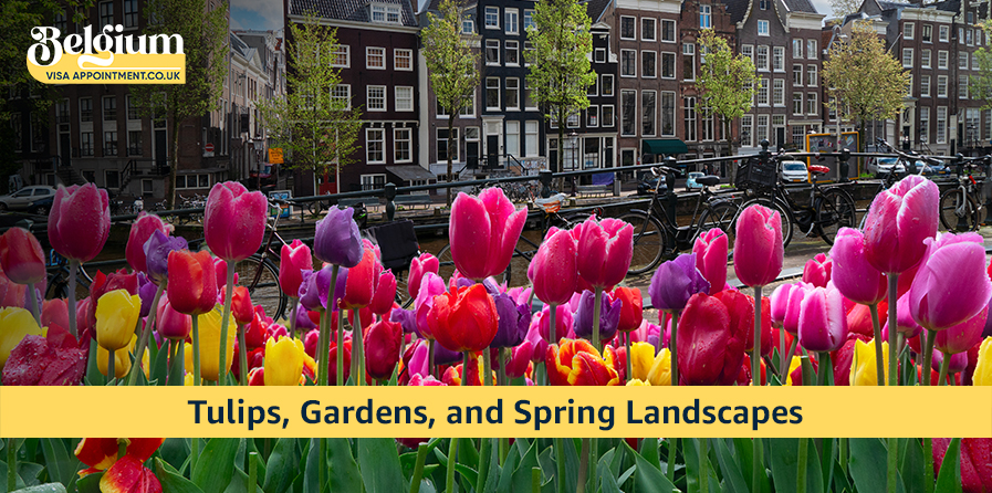 Tulips, Gardens, and Spring Landscapes